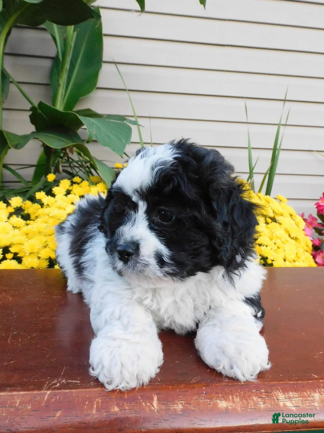Teddy Bear dogs for sale: Yo crunch  - Ad 4