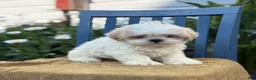 Shih Tzu dogs for sale: Henley - Ad 11