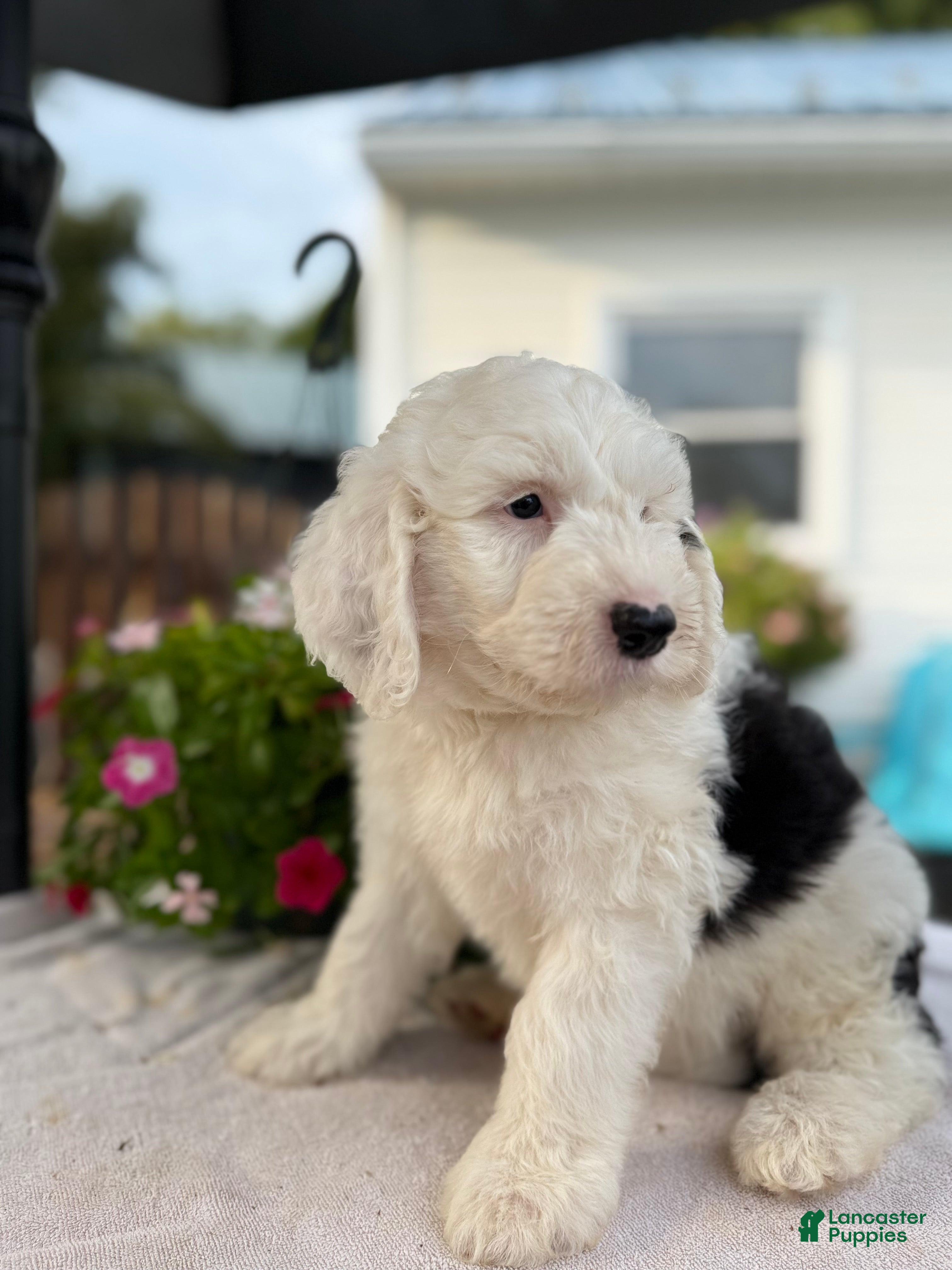 Sheepadoodle dogs Hank - Ad 2