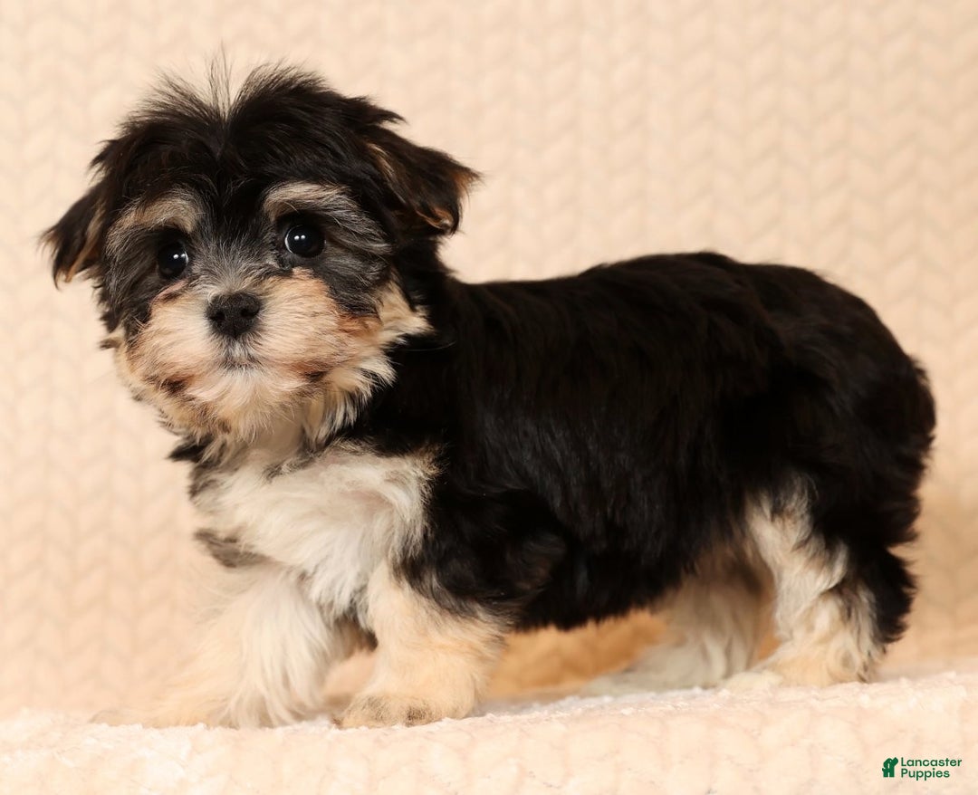 Yochon dogs for sale: Macy - Ad 5