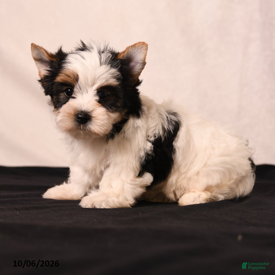 Biewer Terrier dogs Tilly - Ad 2
