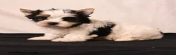 Biewer Terrier dogs for sale: Tilly - Ad 2