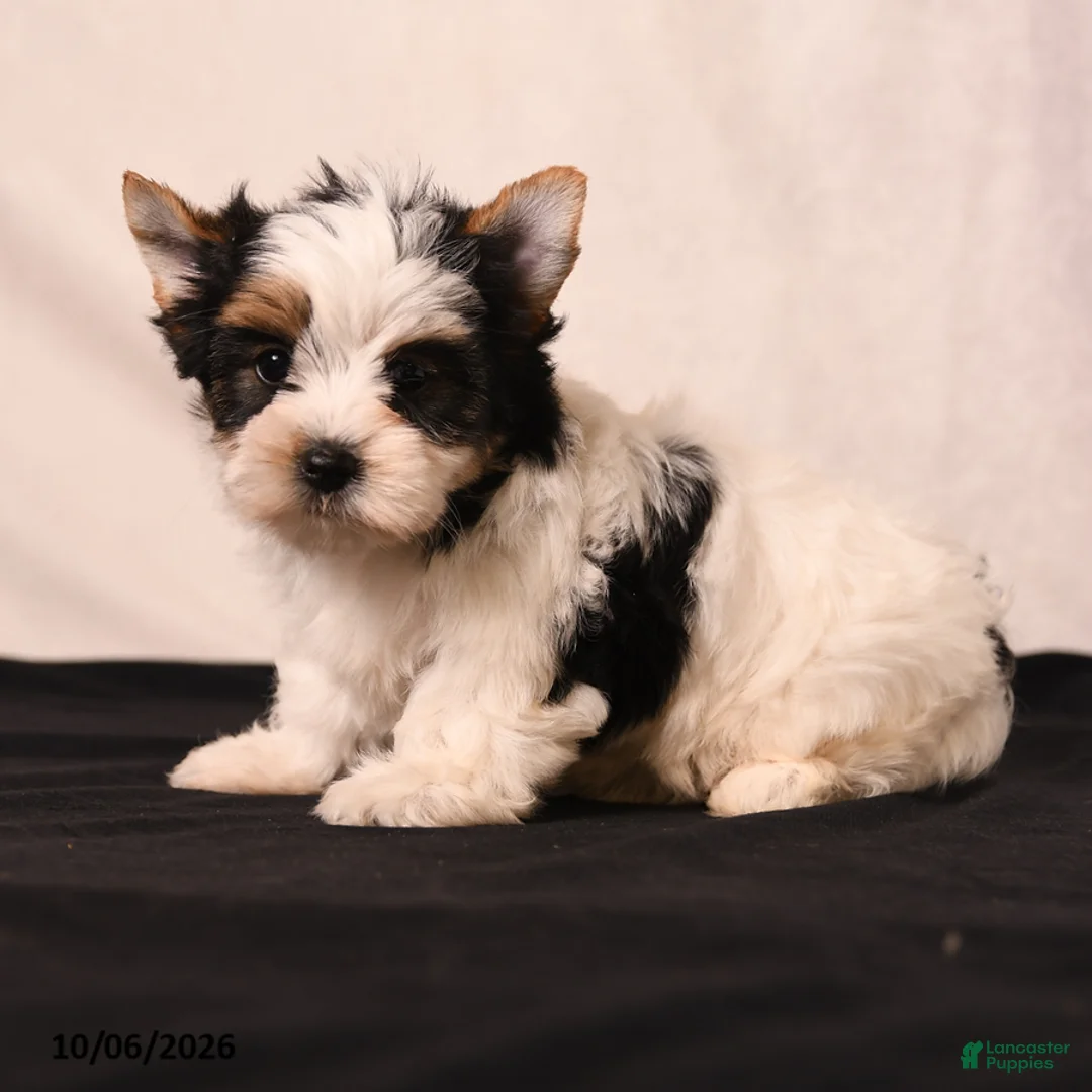 Biewer Terrier dogs for sale: Tilly - Ad 2
