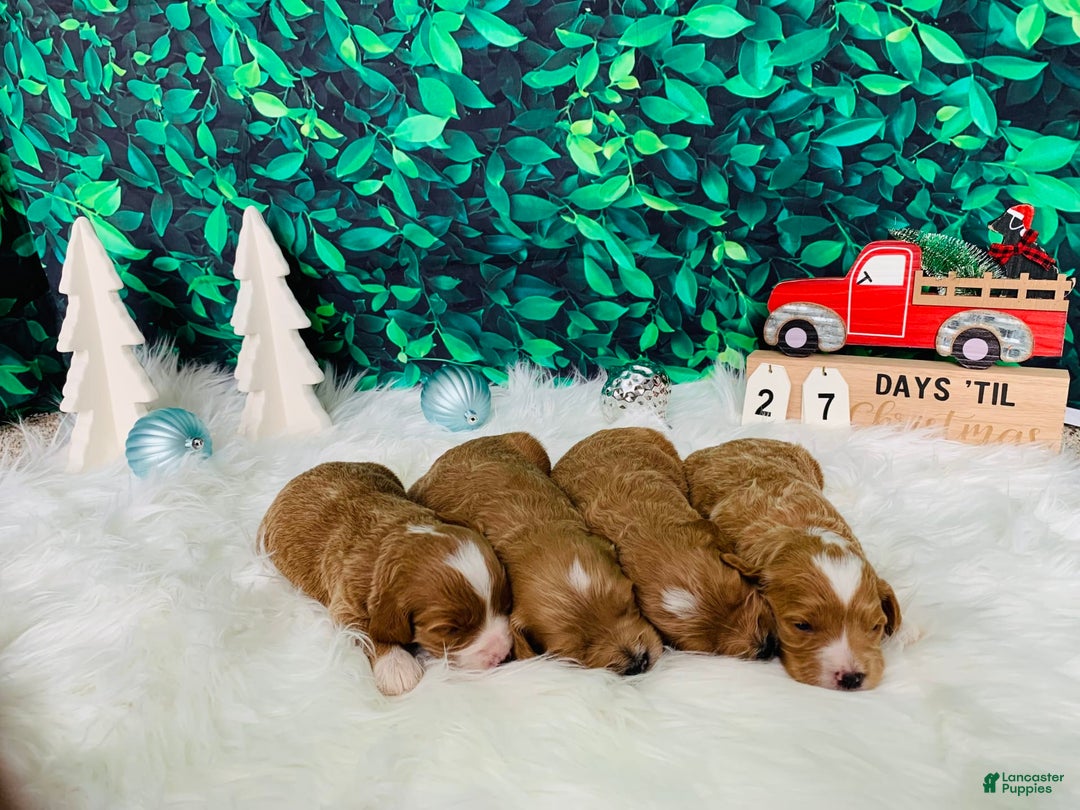 Gallery Image {{count}}