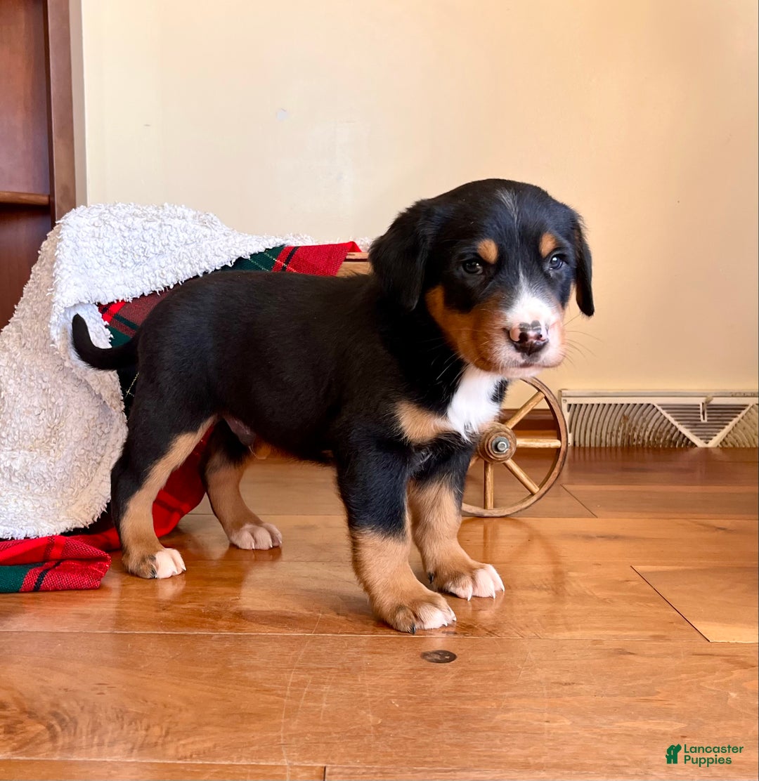 Greater Swiss Mountain Dog dogs for sale: Storm❤️🎄AKC Hip Cert❤️Call 717-859-8731 - Ad 2
