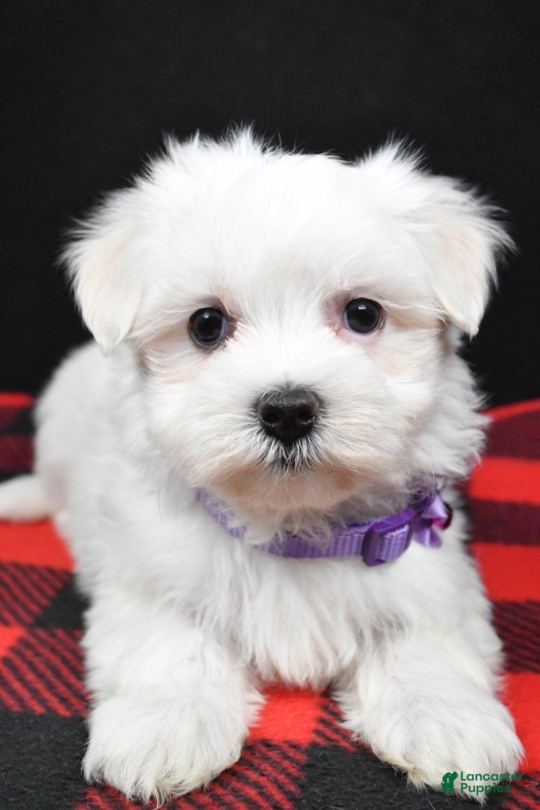 Maltese dogs for sale: Molly - Ad 9