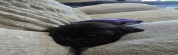 Mixed Breed dogs for sale: Purple - Ad 12