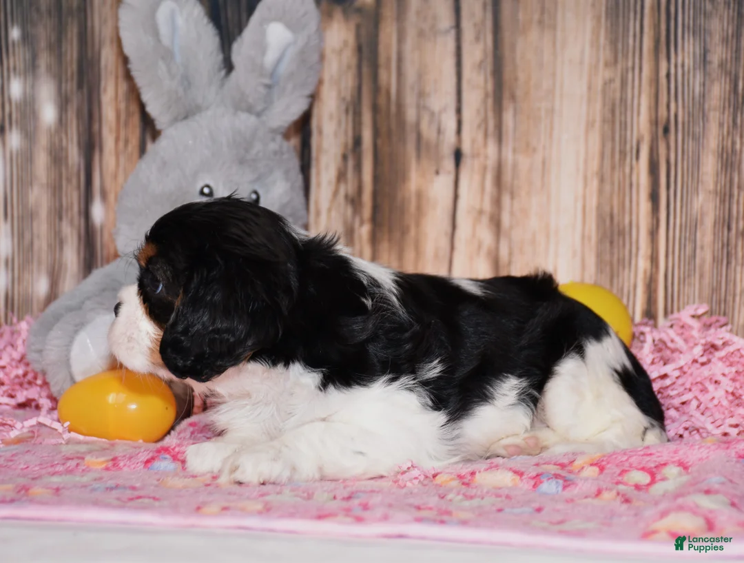 Cavalier King Charles Spaniel dogs for sale: Zana - Ad 2
