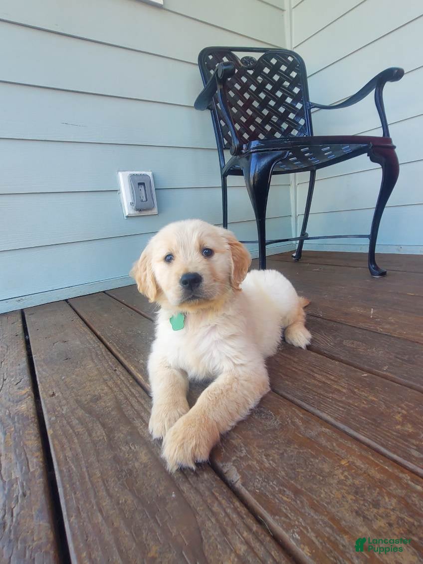 Golden Retriever dogs Green Girl - Ad 1