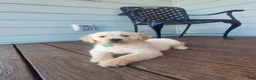 Golden Retriever dogs for sale: Green Girl - Ad 1