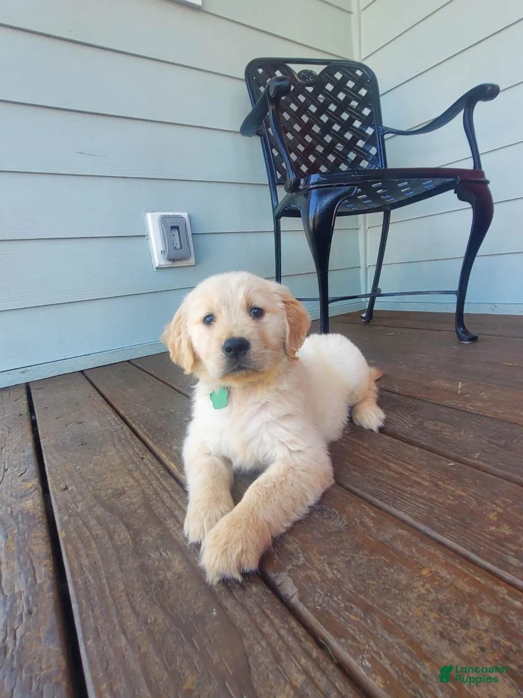 Golden Retriever dogs for sale: Green Girl - Ad 1