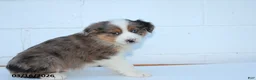 Australian Shepherd dogs for sale: Rover - Ad 3