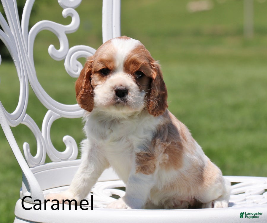 Cockalier dogs Caramel - Ad 1