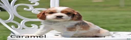 Cockalier dogs for sale: Caramel - Ad 1