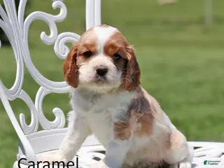 Cockalier dogs for sale: Caramel - Ad 1
