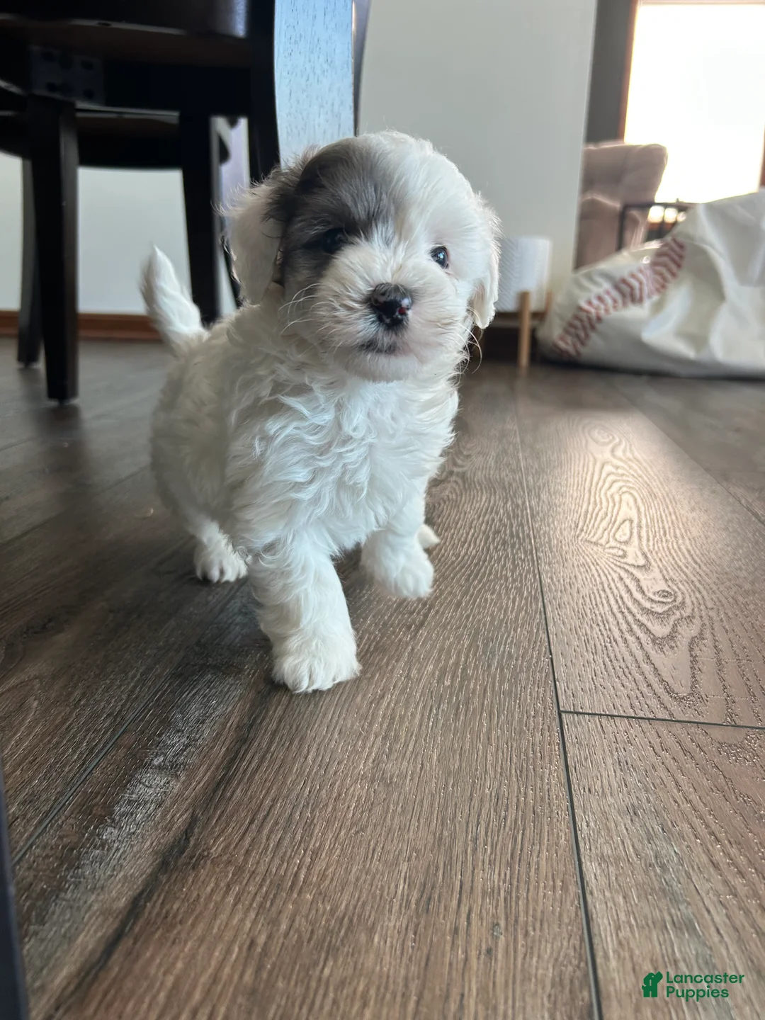 Mixed Breed dogs for sale: Scout - Ad 8