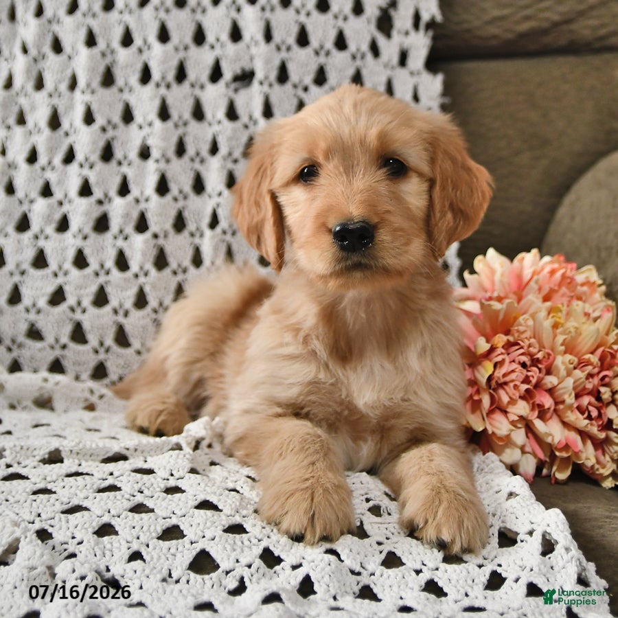 Goldendoodle dogs Lollipop - Ad 1