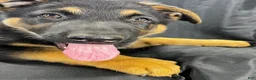 German Shepherd dogs for sale: Shadow - Ad 14