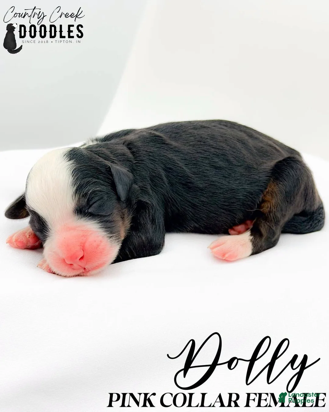 Bernedoodle dogs for sale: Dolly - Ad 1