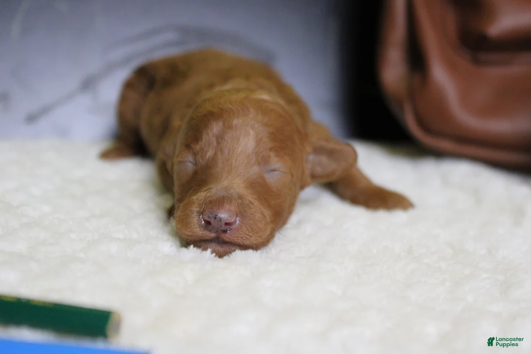 Mixed Breed dogs for sale: Mandarin  - Ad 2
