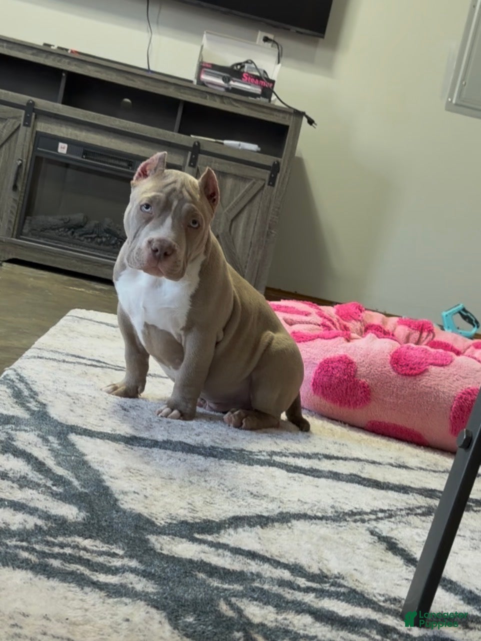 American Bully dogs Ace - Ad 2