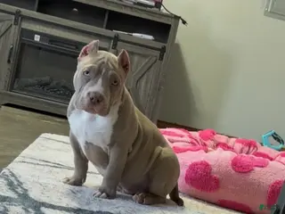 American Bully dogs Ace - Ad 2