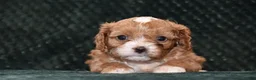 Cavapoo dogs for sale: Jayson - Ad 18