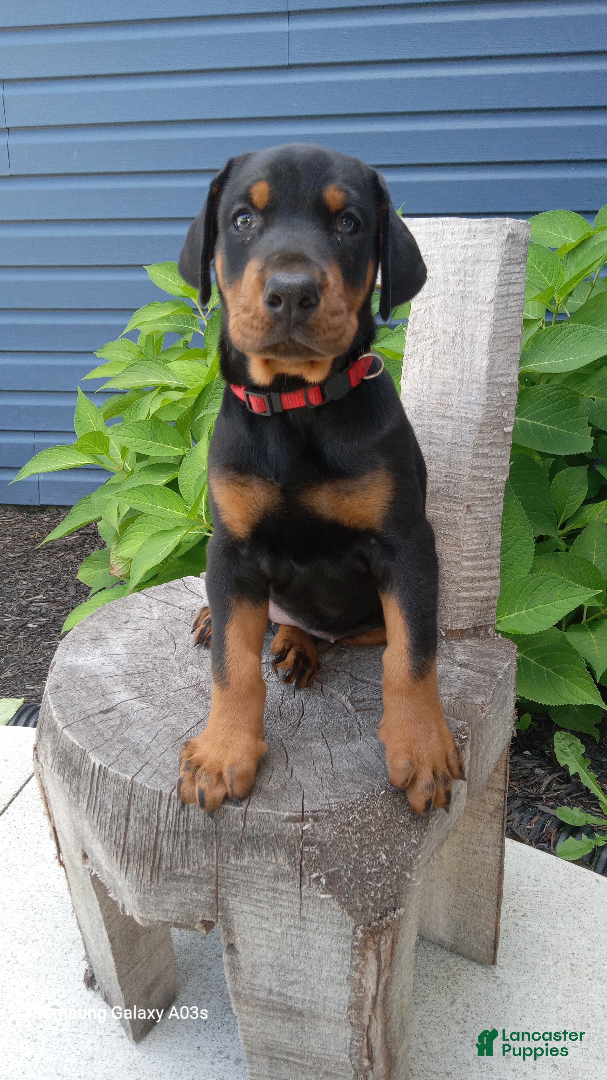 Doberman Pinscher dogs Sasha - Ad 1