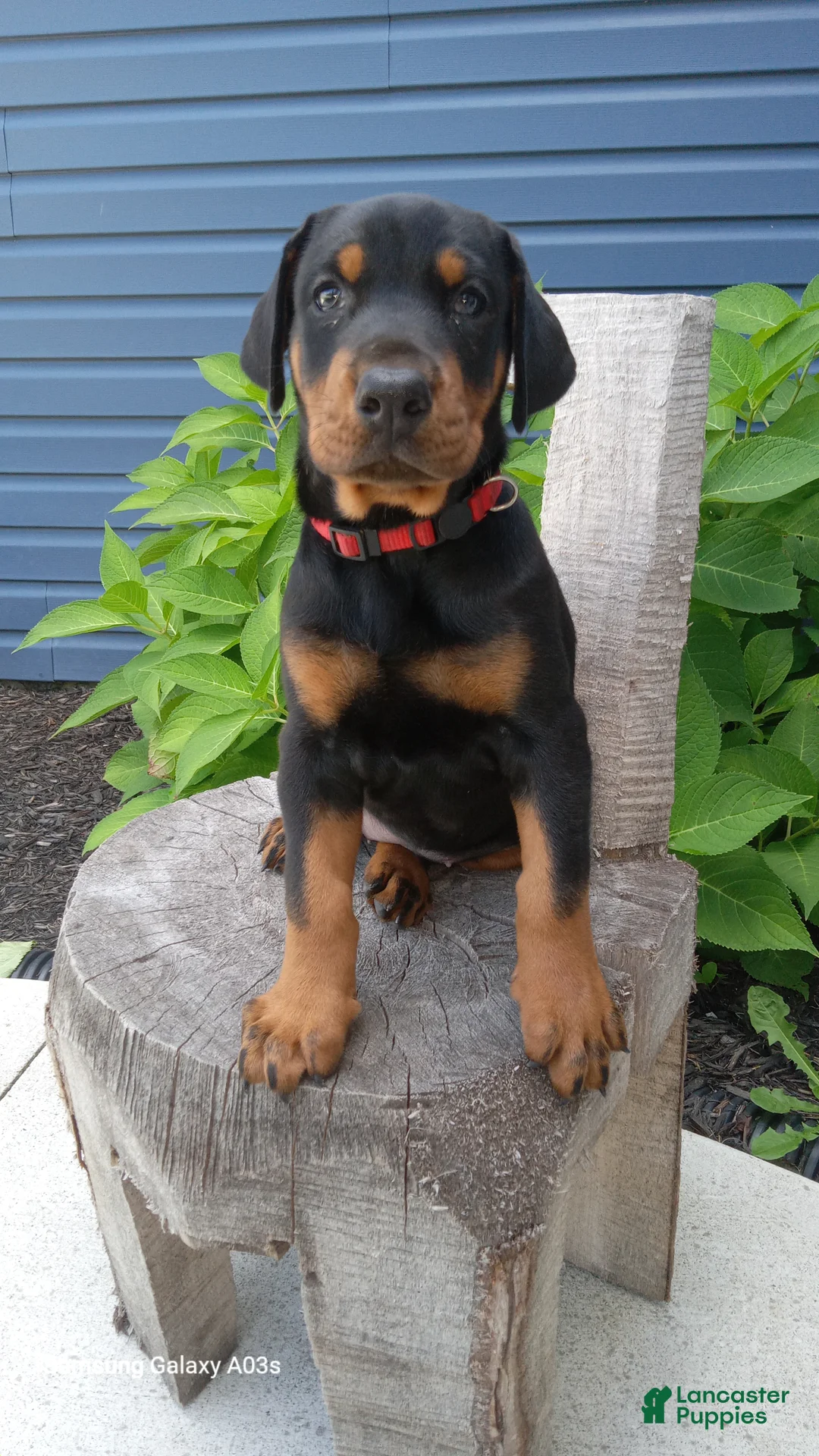 Doberman Pinscher dogs for sale: Sasha - Ad 4