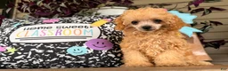 Toy Poodle dogs for sale: Missy - Ad 3