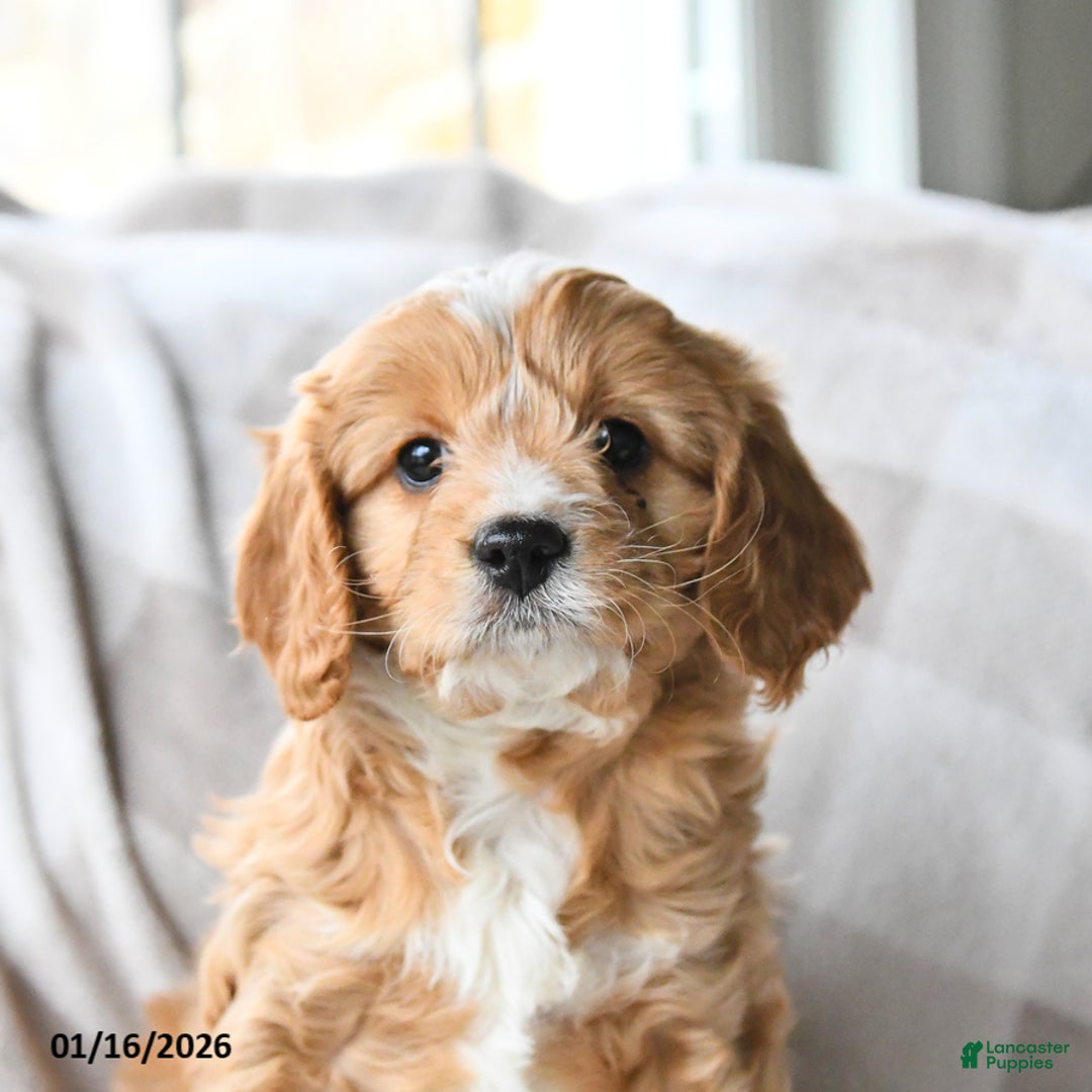 Cavapoo dogs for sale: Caramel - Ad 2