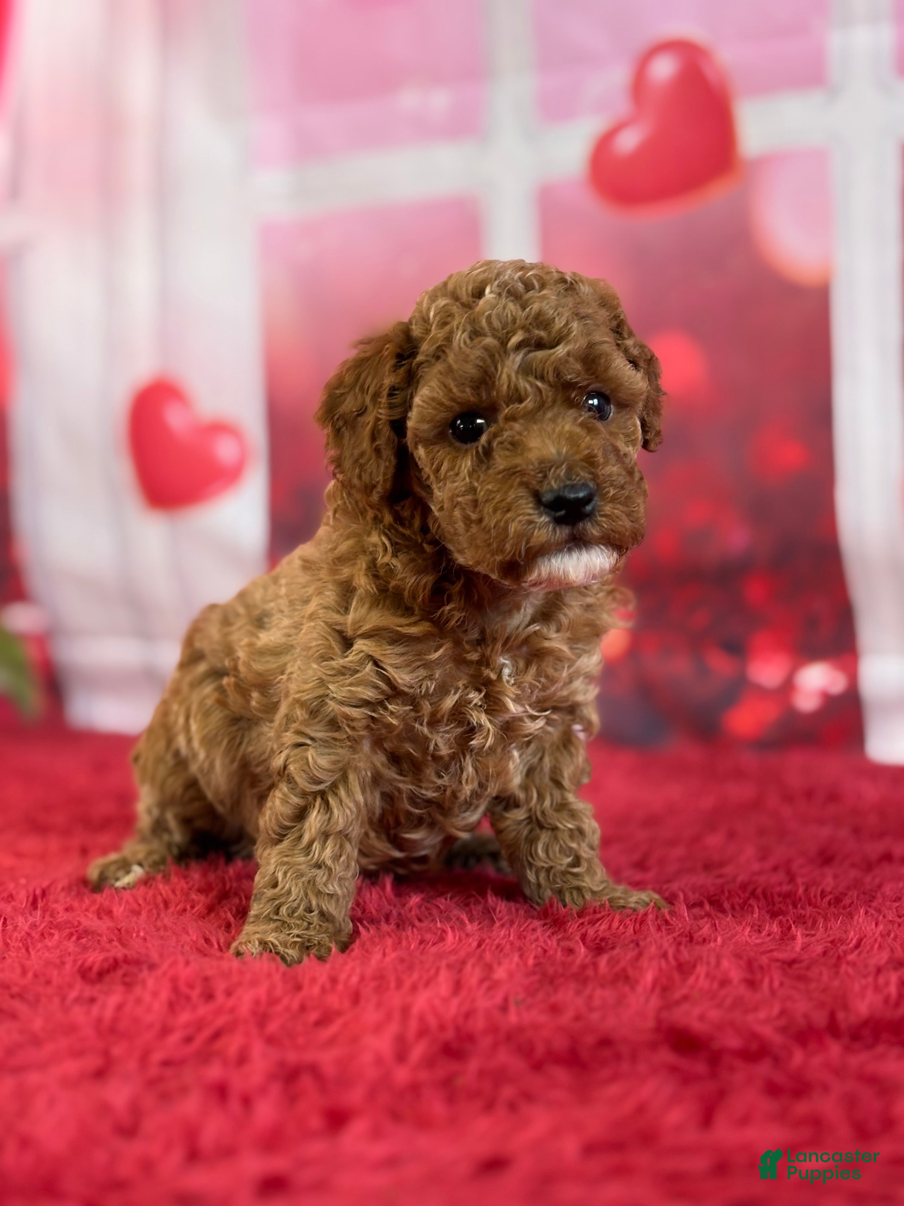 Miniature Poodle dogs Hazel - Ad 1