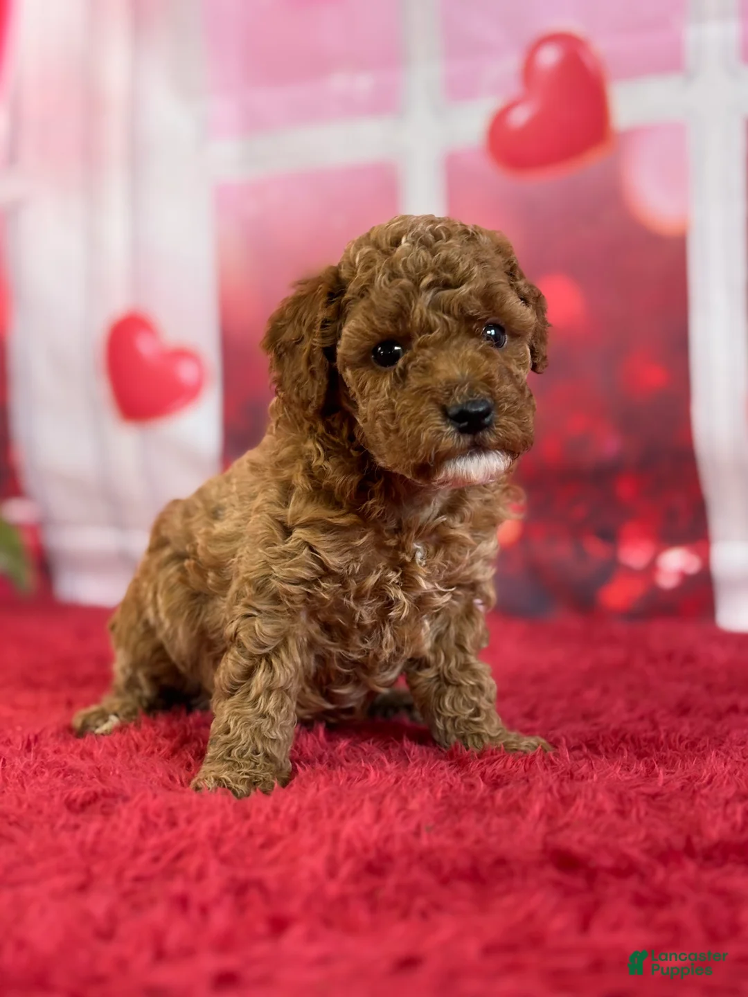 Miniature Poodle dogs for sale: Hazel - Ad 1