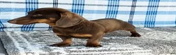 Miniature Dachshund dogs for sale: Delores - Ad 8