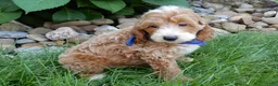 Mini Goldendoodle dogs for sale: Charlie - Ad 3