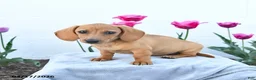 Miniature Dachshund dogs for sale: Willow - Ad 2
