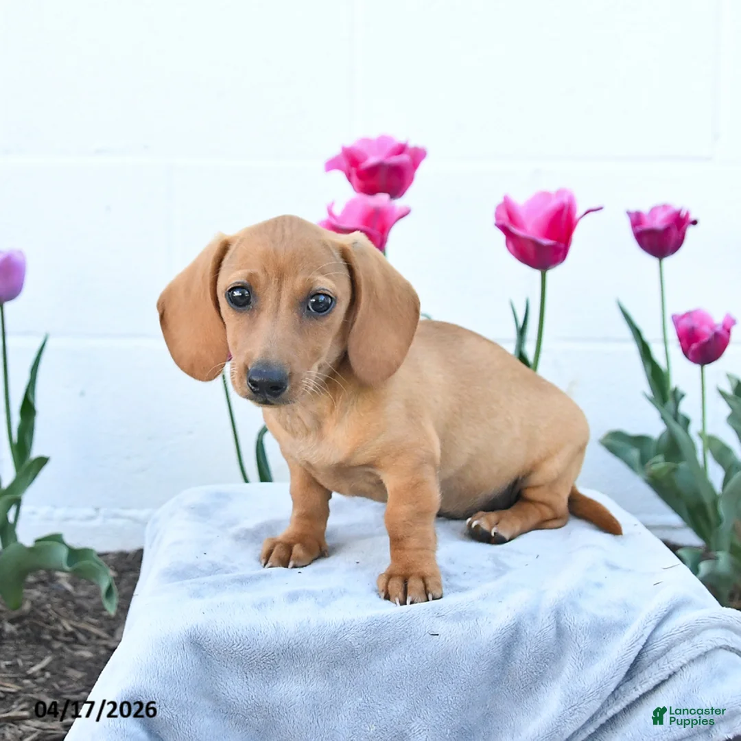 Miniature Dachshund dogs for sale: Willow - Ad 2