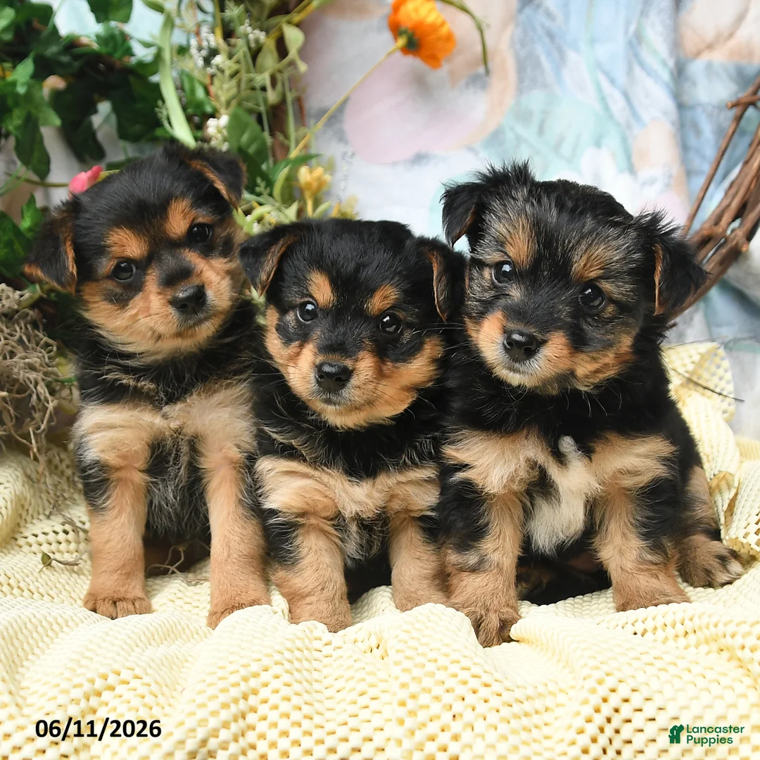 Yorkiepoo dogs for sale: Izzy - Ad 3