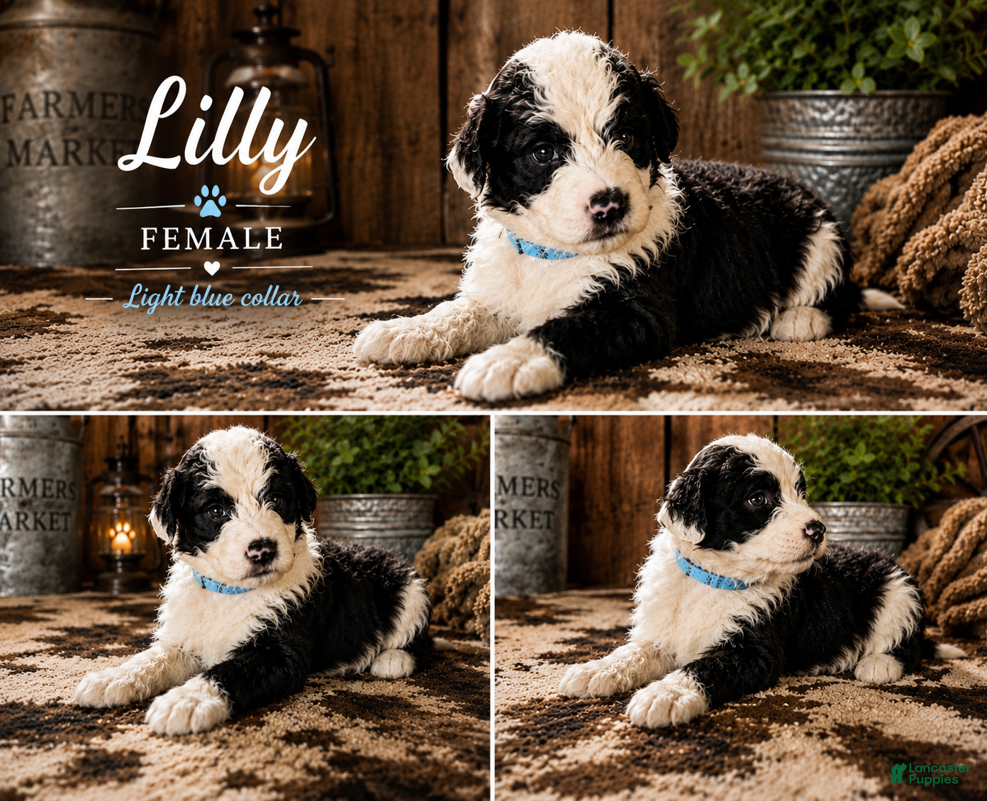 Sheepadoodle dogs Lilly - Ad 11