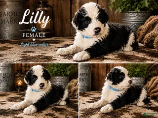 Sheepadoodle dogs Lilly - Ad 11