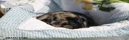 French Bulldog dogs for sale: Dawson - Ad 7