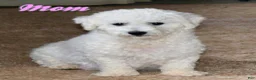 Bichpoo dogs for sale: Loki - Ad 6