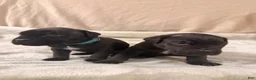 Cane Corso dogs for sale: light blue - Ad 6