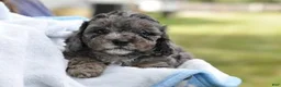 Cavapoo dogs for sale: Cavapoo 3 Twinkle - Ad 2