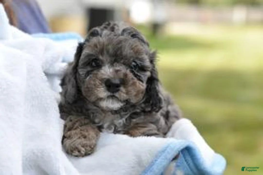 Cavapoo dogs for sale: Cavapoo 3 Twinkle - Ad 2