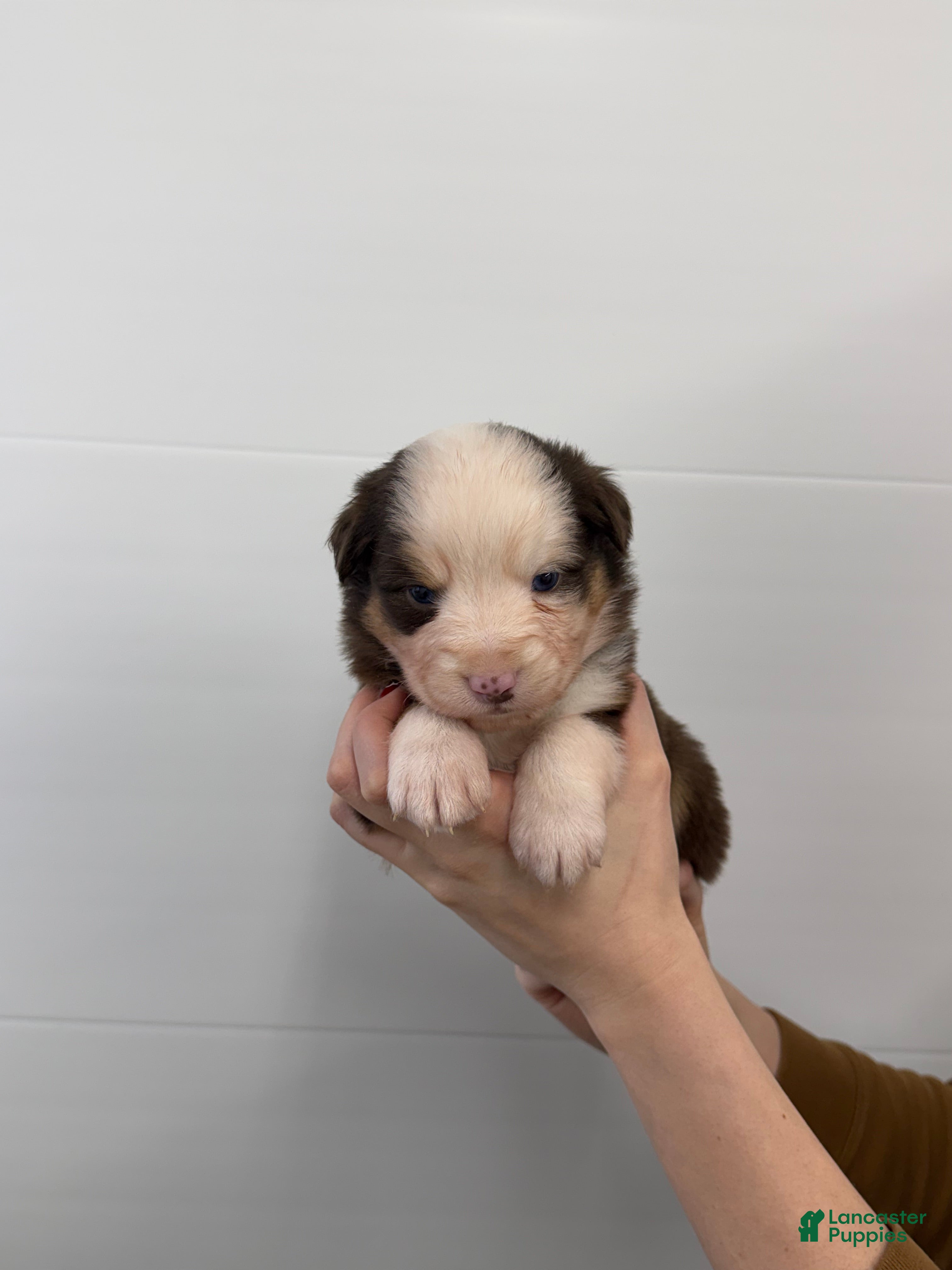 Australian Shepherd dogs for sale: Ruthie  - Ad 4