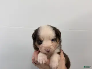 Australian Shepherd dogs for sale: Ruthie - Ad 4