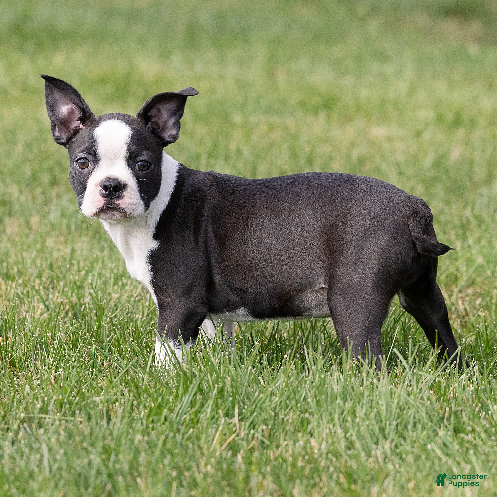 Boston Terrier dogs for sale: Jillian Boston Terrier  - Ad 1