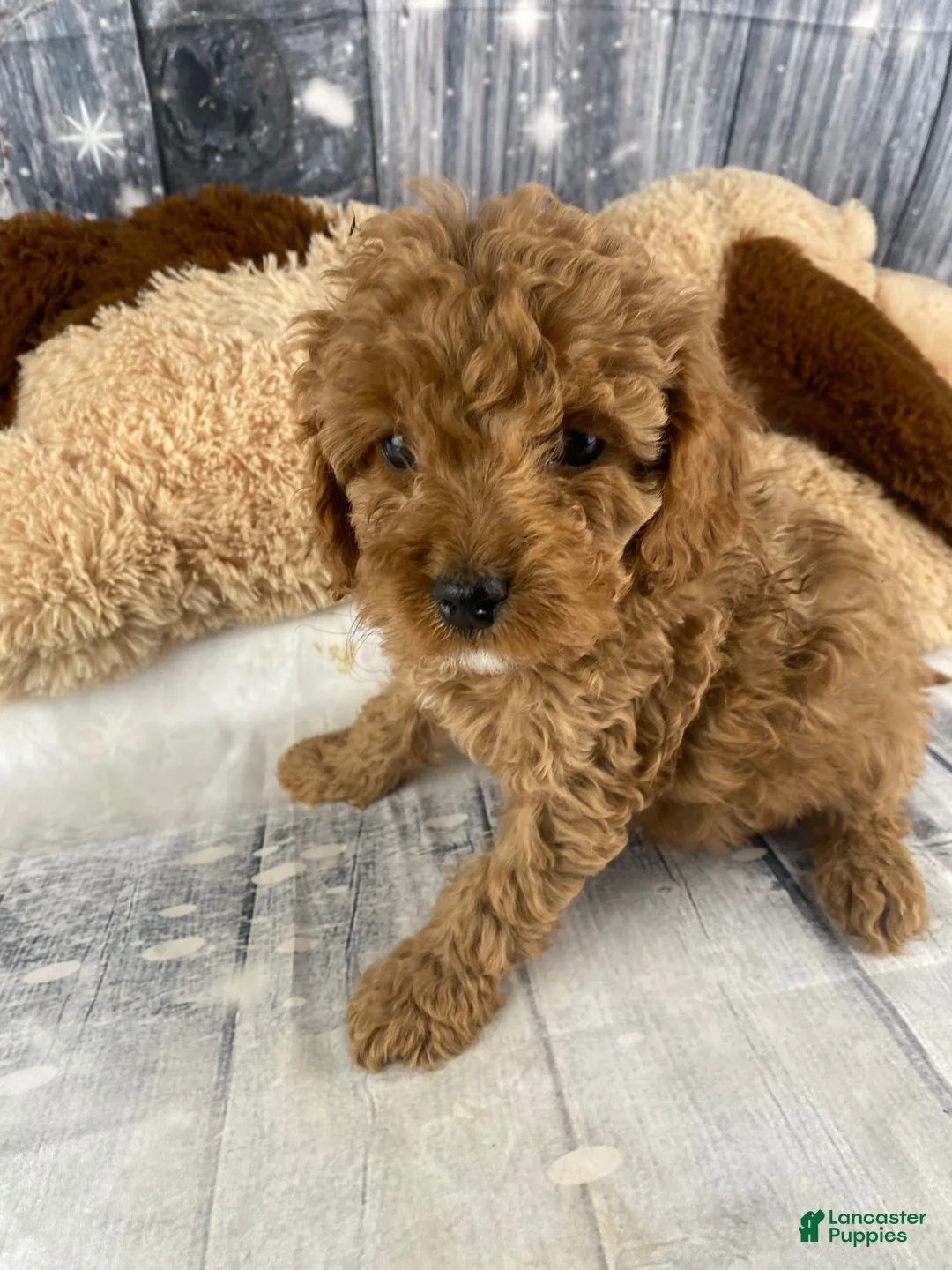 Cavapoo dogs for sale: Rufus - Ad 6