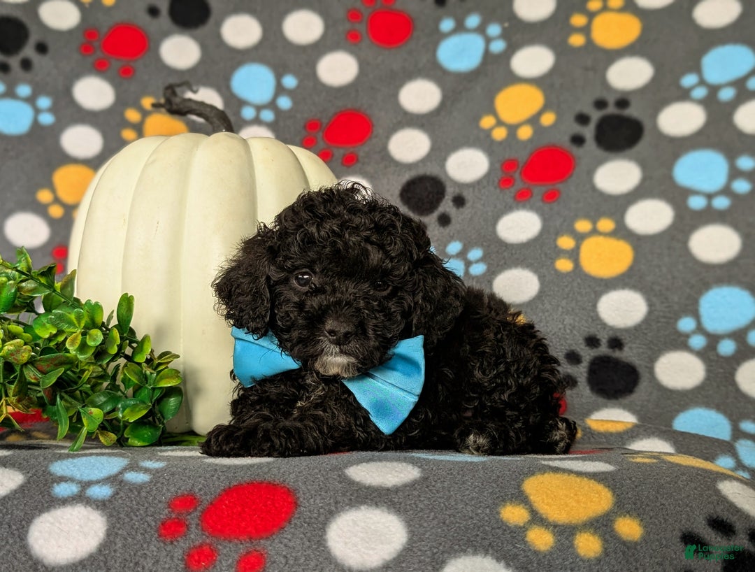 Miniature Poodle dogs for sale: Tennyson - Ad 5